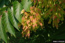 Ailanthus Altissima